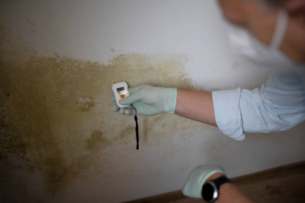 Best Local Mold Removal Service  in Und City, MO