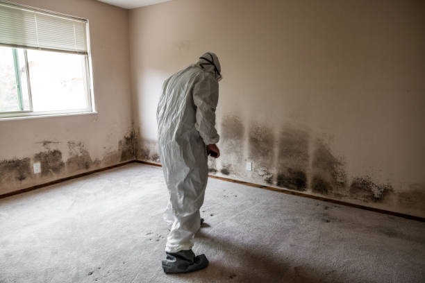 Best Commercial Mold Removal  in Und City, MO